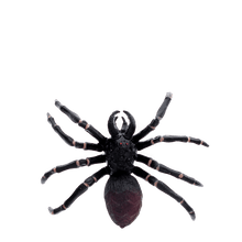 Load image into Gallery viewer, Realistic Tarantula