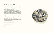 Load image into Gallery viewer, National Trust - Pebble Spotting Guide