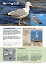 Load image into Gallery viewer, RSPB Everyday Guide to British Birds
