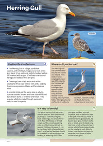 RSPB Everyday Guide to British Birds