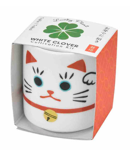 Small ceramic cylindrical pot with painted features of classic Japanese lucky cat with one arm waving.  The pot is in a cardboard wrap around packaging with a picture of a clover leaf on it and the wording “White Clover Cultivation Kit “