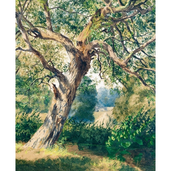 Study Of Trees Greetings Card by Museums & Galleries
