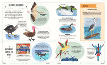 Load image into Gallery viewer, Fly - A Child’s Guide To Birds And How To Spot Them