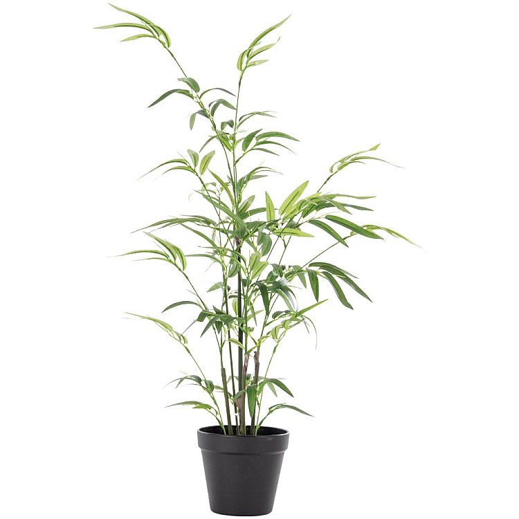 Bamboo in Pot by Grand Illusions