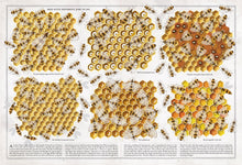 Load image into Gallery viewer, The Book of Bees
