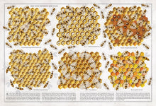 Load image into Gallery viewer, The Book of Bees