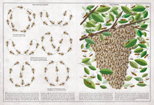 Load image into Gallery viewer, The Book of Bees
