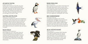 A Spotting Game - Birds