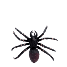 Load image into Gallery viewer, Realistic Tarantula
