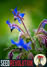 Load image into Gallery viewer, Borage Wildflower Seeds – Edible Pollinator Garden Favourite
