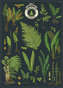 Cavallini & Co. Vintage Poster - British Ferns