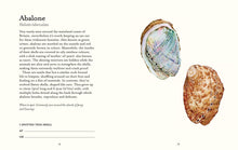 Load image into Gallery viewer, Natural Trust - Shell Spotters Guide
