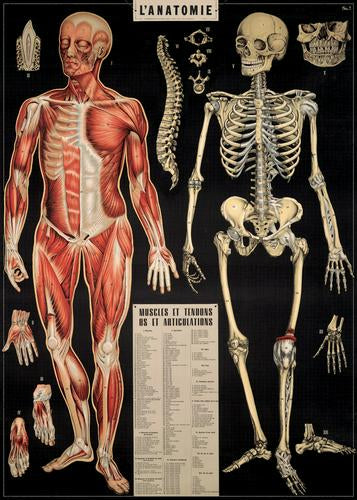Cavallini & Co. Vintage Poster - L’Anatomie