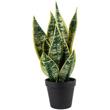 Load image into Gallery viewer, Snake Plant in Pot by Grand Illusions
