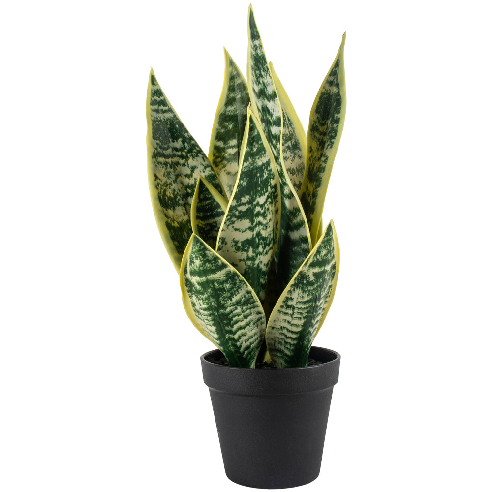 Snake Plant in Pot by Grand Illusions