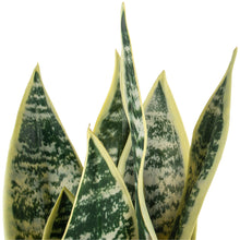 Load image into Gallery viewer, Snake Plant in Pot by Grand Illusions
