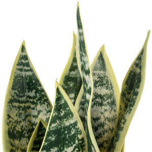 Snake Plant in Pot by Grand Illusions