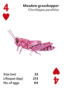 Playing Cards - Brilliant Bugs
