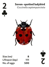 Load image into Gallery viewer, Playing Cards - Brilliant Bugs
