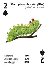 Load image into Gallery viewer, Playing Cards - Brilliant Bugs
