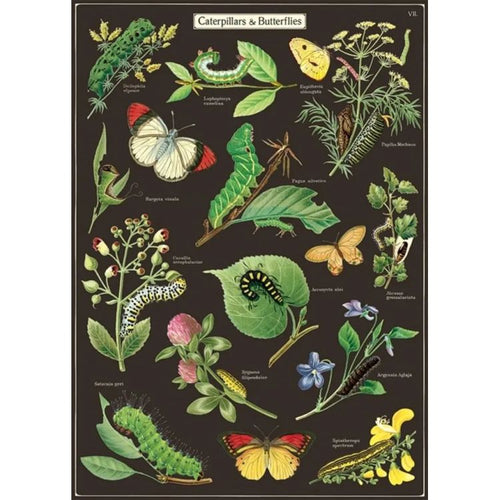 Cavallini & Co. Vintage Poster - Caterpillars & Butterflys - Gazebogifts