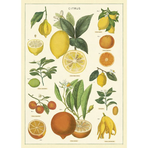 Cavallini & Co. Vintage Poster - Citrus - Gazebogifts